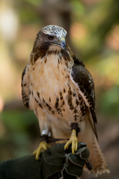 i-hTVrs9L-L.jpg