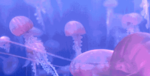 tumblr_ltlm8djepM1qgvtu3o1_500.gif