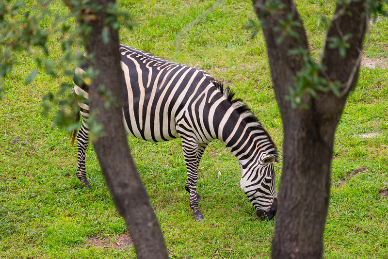 DSC_2263-L.jpg