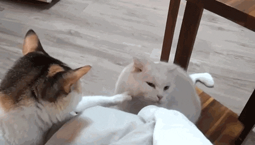 tumblr_inline_mn46wuPaF81qz4rgp.gif