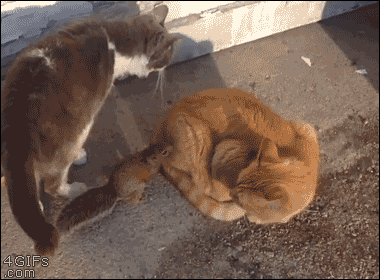 tumblr_nckpv3FWXU1qdlh1io1_400.gif