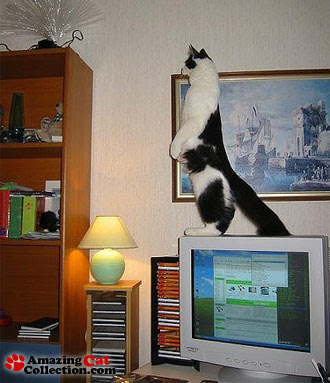 night-watch-cat.jpg