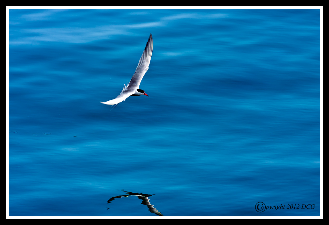 Arctic-Tern-08-08-01cr-X2.jpg