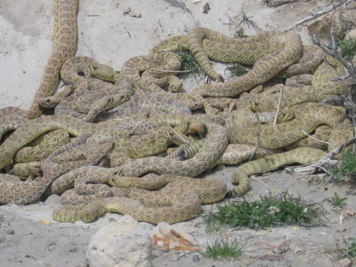 rattle-snakes1.jpg
