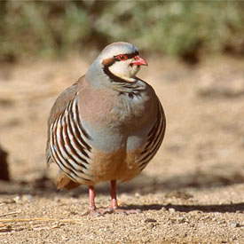 chuk-1.jpg