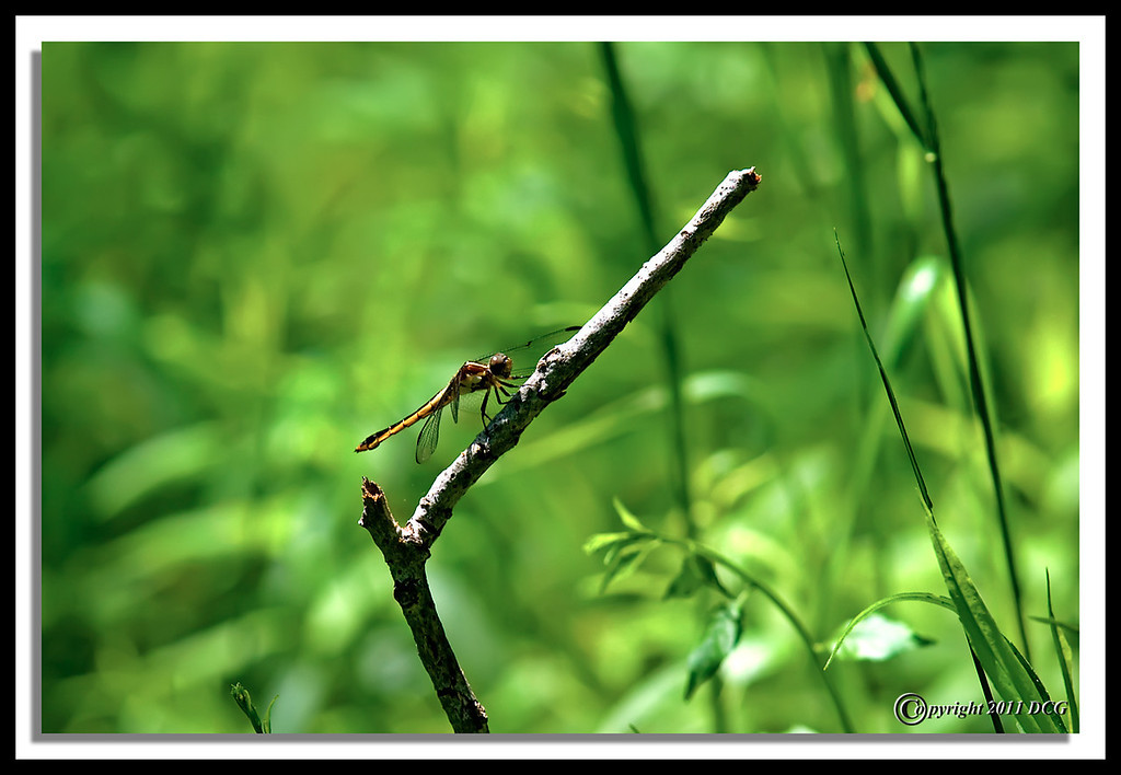 Dragonfly-05-31-01acr-XL.jpg