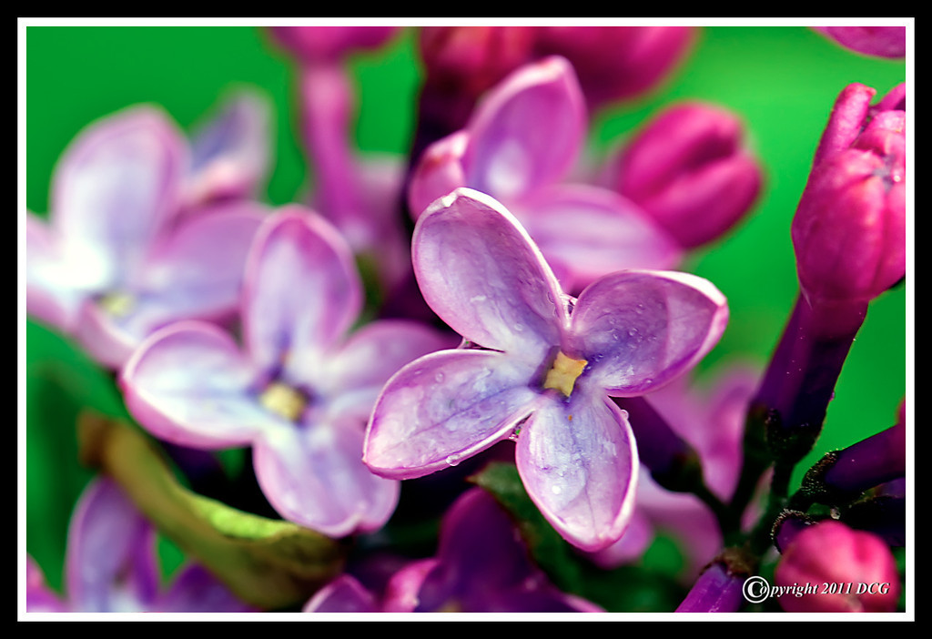 Lilac-Blossom-05-24-05acr-XL.jpg
