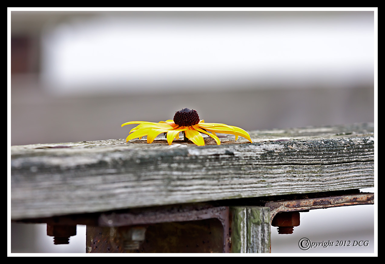 Black-Eyed-Susans-08-05-01cr-X2.jpg