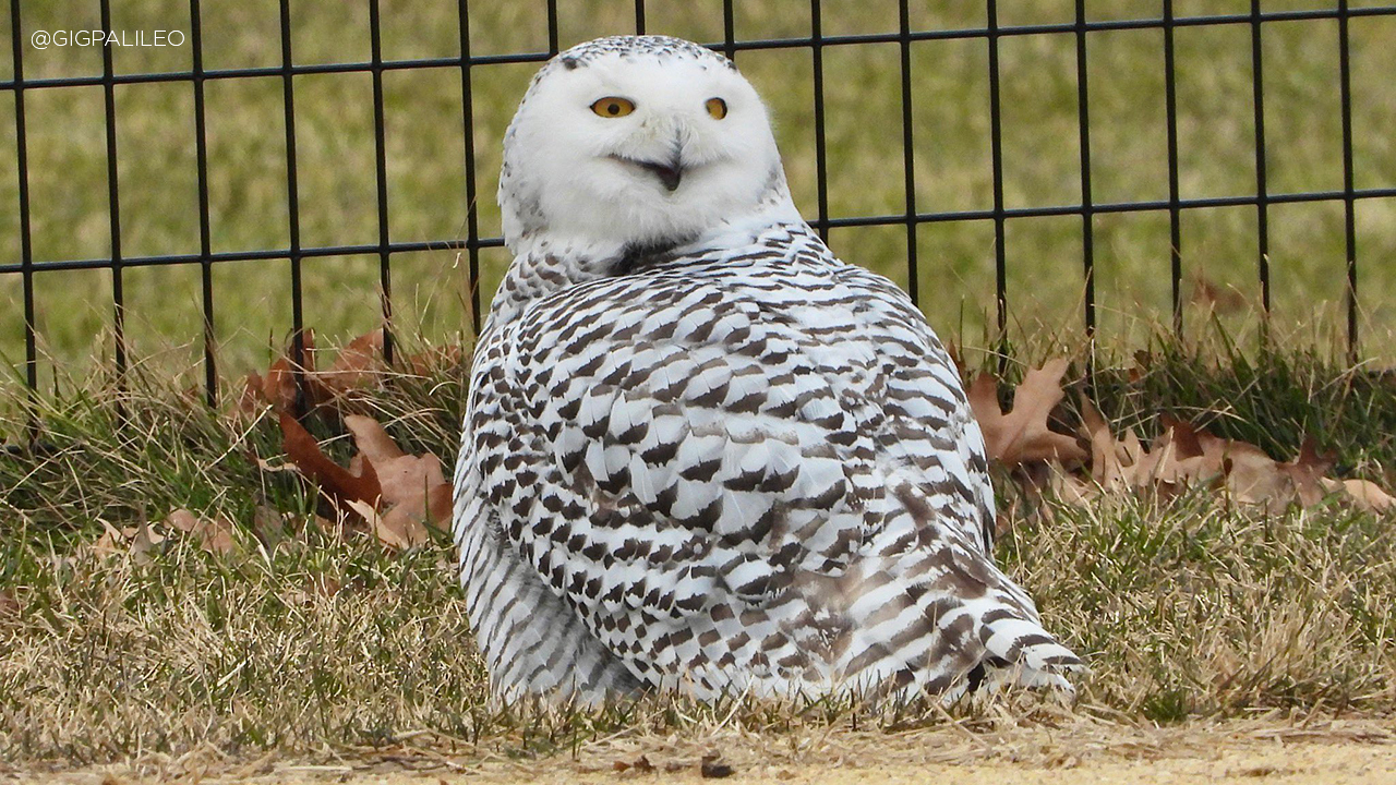 10078576_012721-wabc-snowy-owl-img.jpg