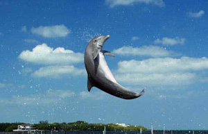 dolphin_lab_pastStudents03.jpg