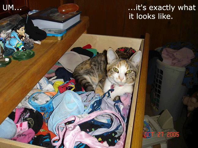 1204982164-7107lolcat.gif