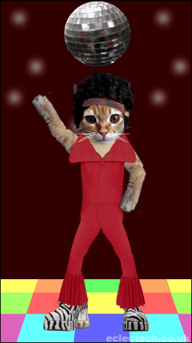 discocat.gif