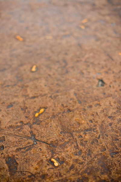 DSC_1307-L.jpg
