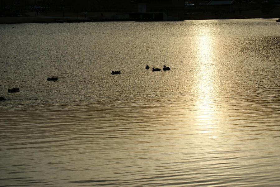 sunset_at_park_by_bfoflcommish.jpg