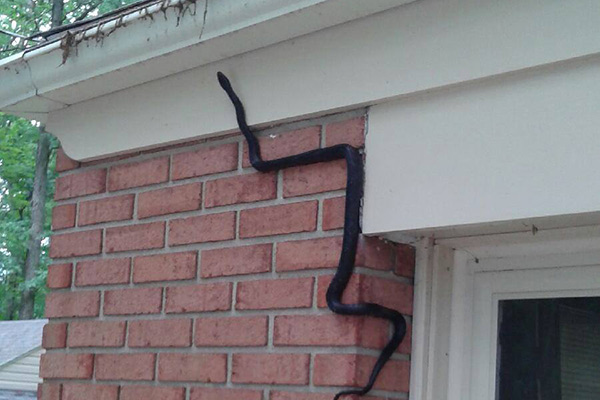 snake600c.jpg
