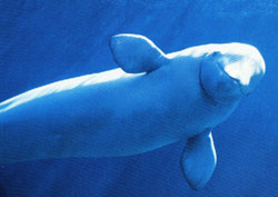 Belugawhale_MMC.jpg