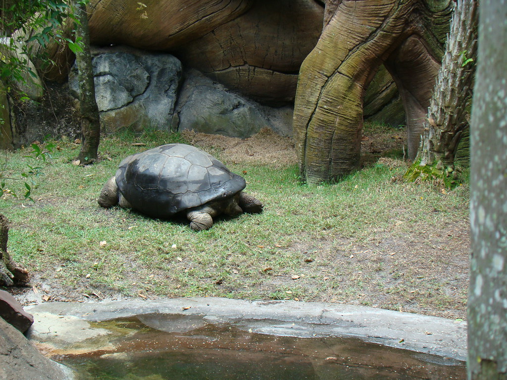 2490503450_caa64776d7_b.jpg
