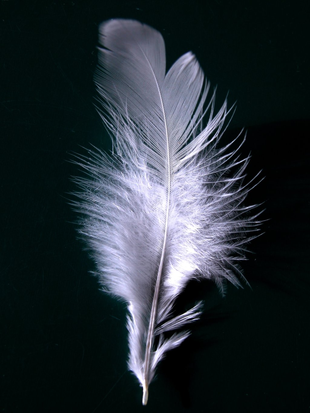 feather.jpg