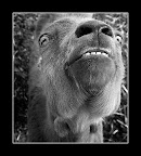 scary_goat.jpg