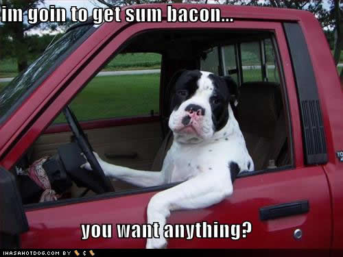 funny_dog_pictures_sum_bacon_65103.jpg