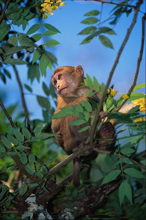 WeirdYoungMonkey-on-tree.jpg