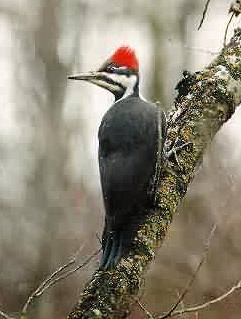 pileatedwoodpecker.jpg