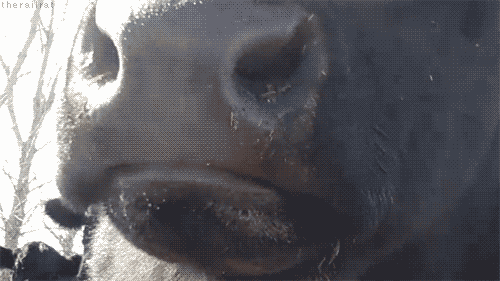 Image result for cow chewing gif