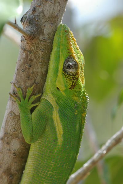 04031103PD_Knight_anole.jpg