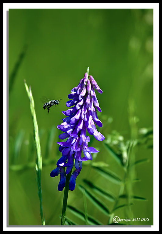 Cow-Vetch-05-31-04cr-XL.jpg