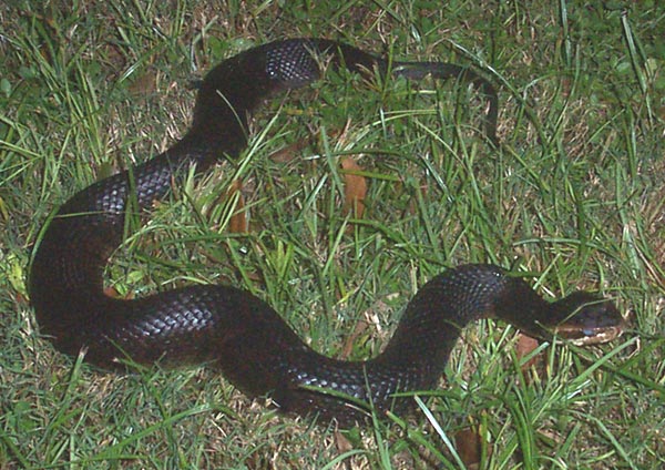 watermoccasin.jpg