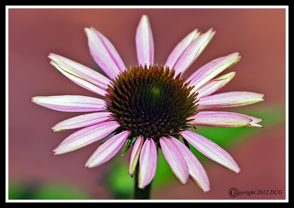 Cone-Flower-06-30-01acr-XL.jpg