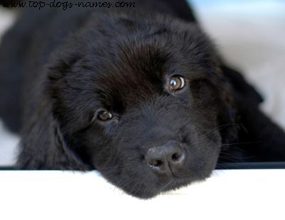 newfoundland-puppy.jpg