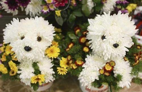 289722,xcitefun-flower-dog-05.jpg
