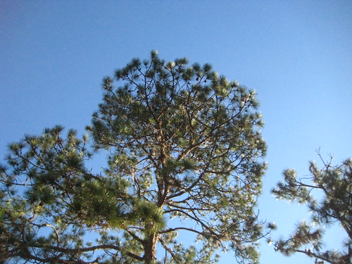 4569045636_2d963e84c8.jpg