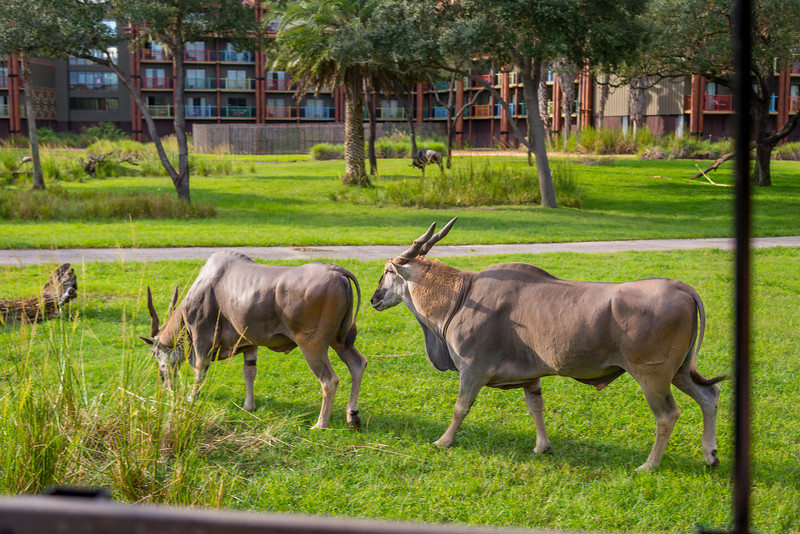 DSC_2078-L.jpg
