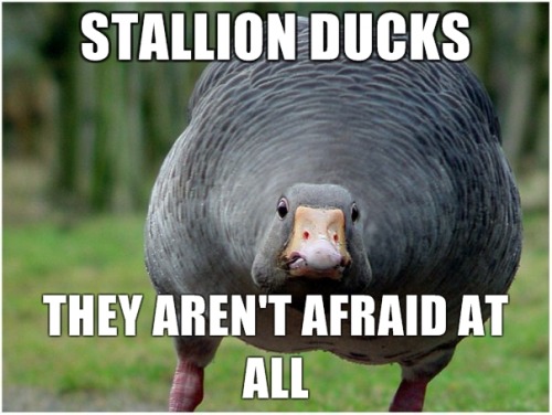 tumblr_lb4utuWFIB1qd6x56o1_500.jpg