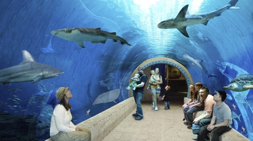 aquarium_102212~7.jpg