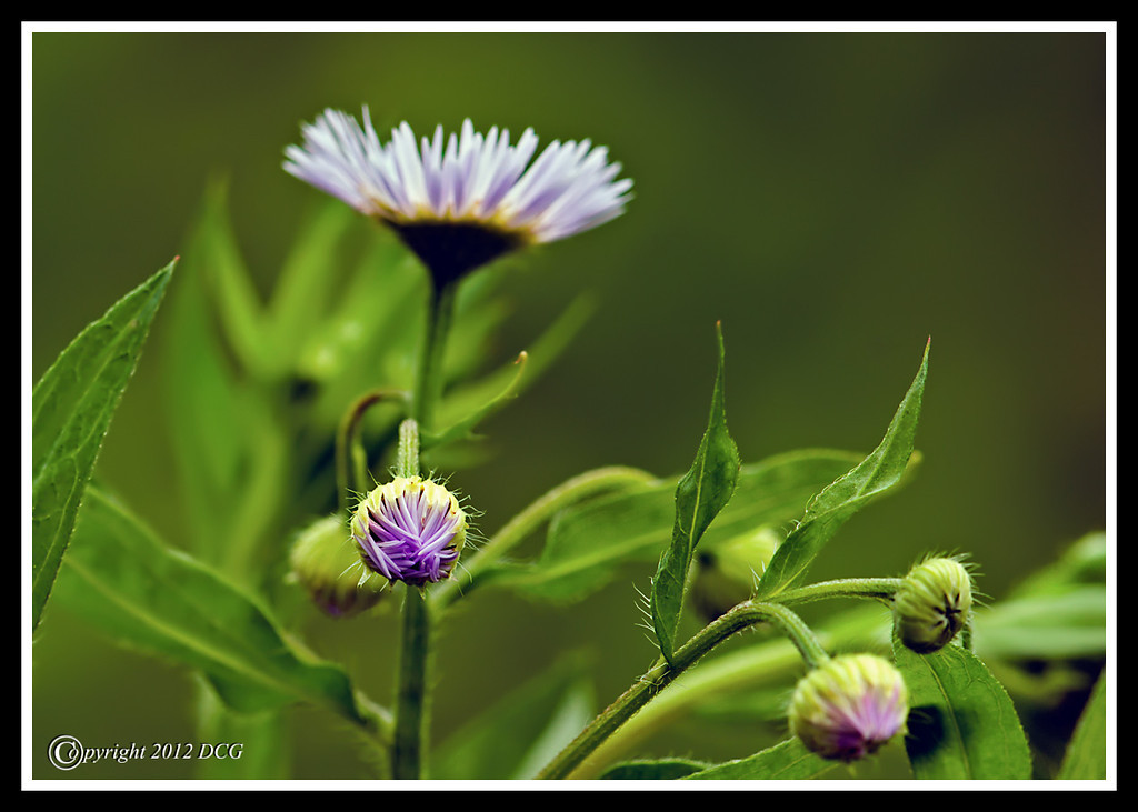 Common-Fleabane-06-08-07acr-XL.jpg