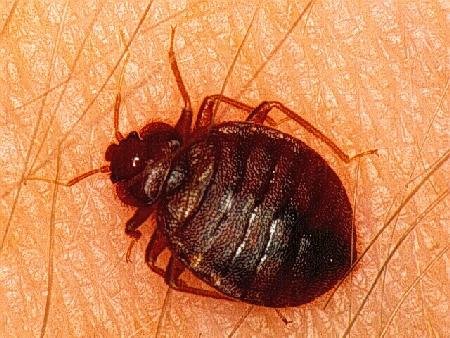 Bed-Bug1.jpg