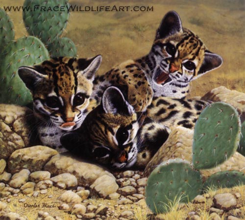 ocelots.jpg