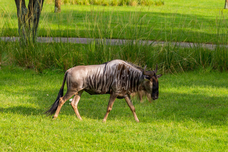 DSC_2066-L.jpg
