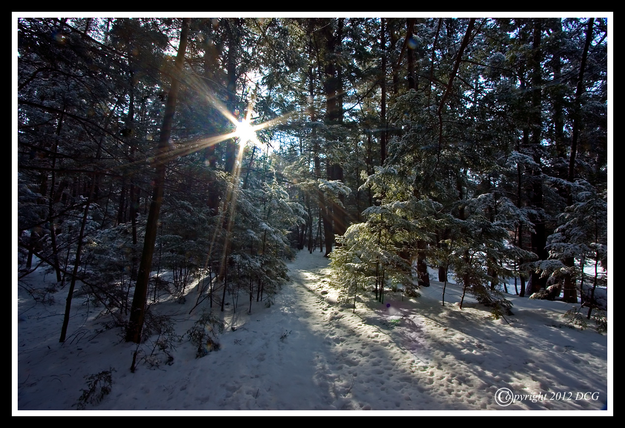 Winter-Forest-01-17-19cr-X2.jpg