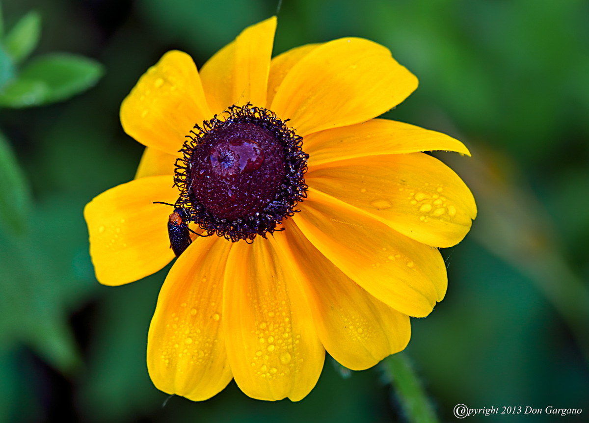 Blackeye%20Susan-07-13-01acr-X2.jpg