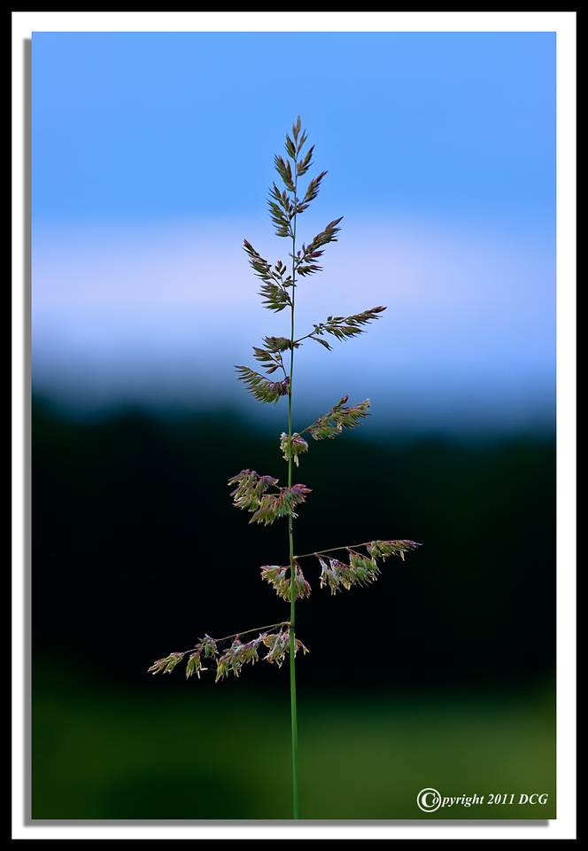 Grass-06-15-02cr-X2.jpg