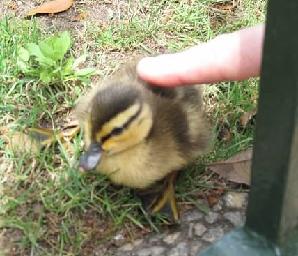 babyduck.jpg