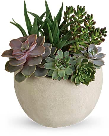 Image result for succulent plant