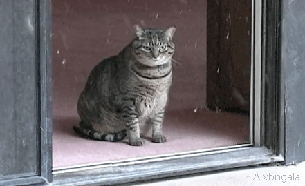 tumblr_lwmpadrVaf1r8q6tio2_500.gif