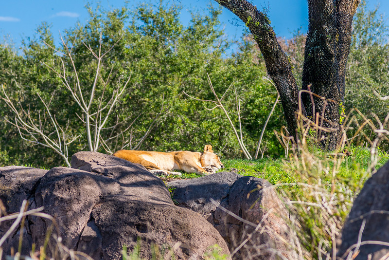 DSC_7981-L.jpg