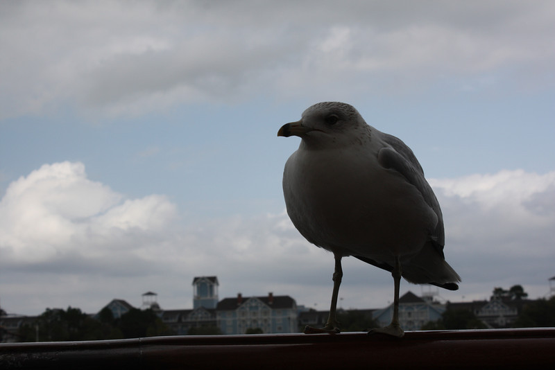 1210684625_URkZp-L.jpg