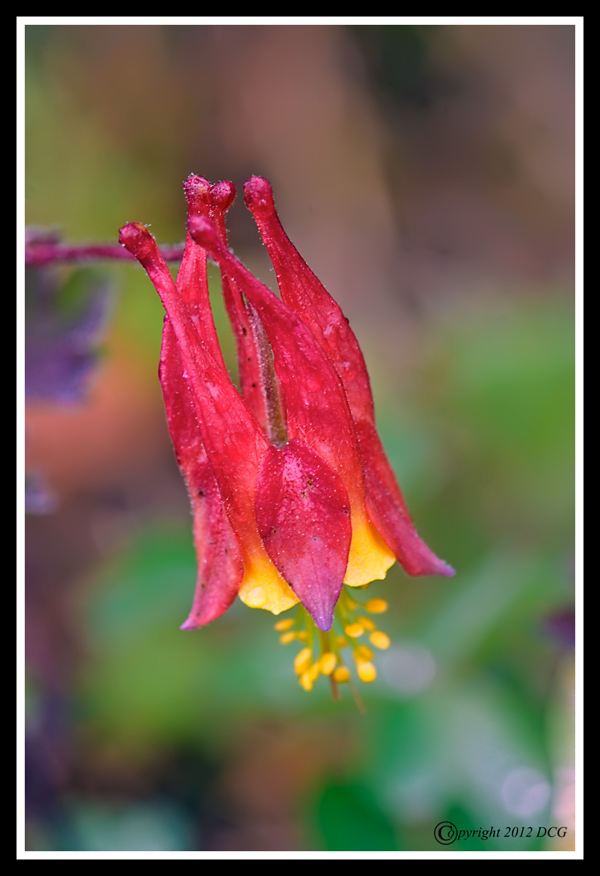 Wild-Columbine-05-09-01cr-X2.jpg